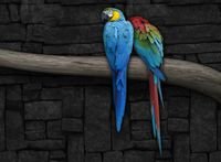 pic for colorful parrots original  